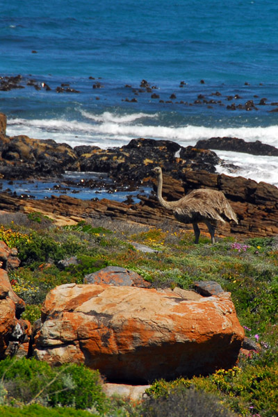 Female ostrich, Cape Point