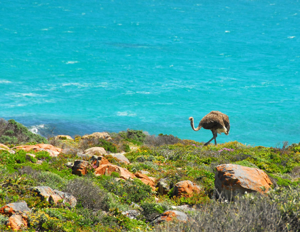 Female ostrich, Cape of Good Hope National Park