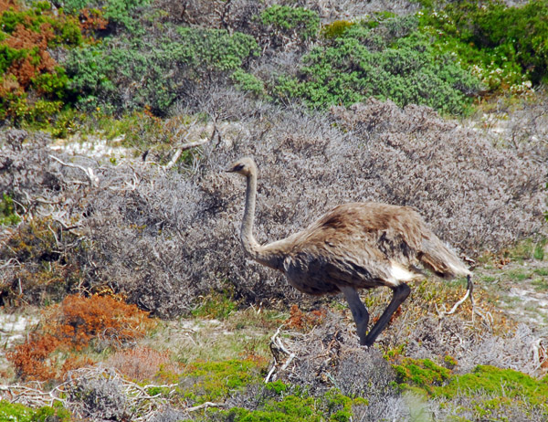 Female ostrich, Cape of Good Hope National Park