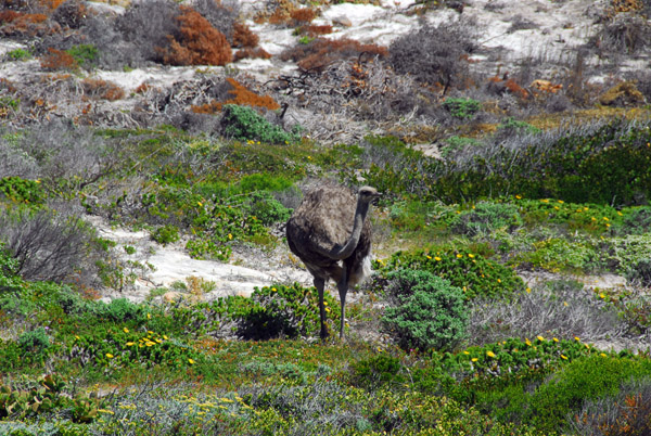 Female ostrich, Cape of Good Hope National Park