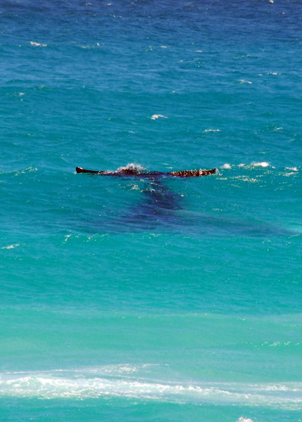 Whale tail, Cape Peninsula
