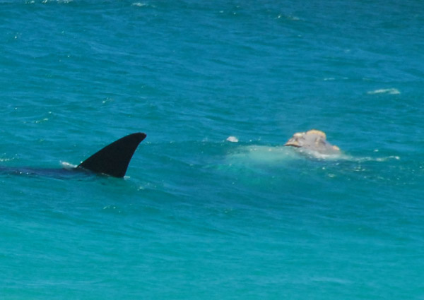 Two whales just offshore, Cape Peninsula