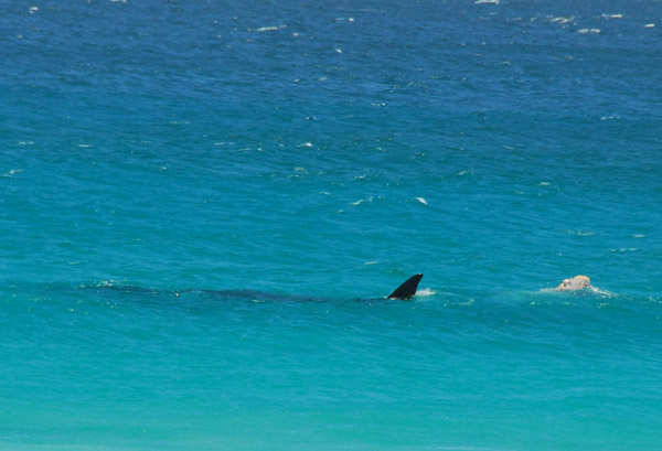 Whale tail, not shark fin, Cape Peninsula