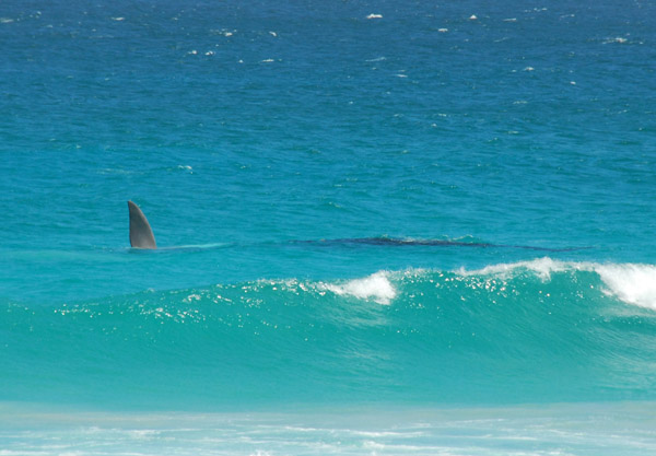 Whale fin, Atlantic coast of Cape Peninsula