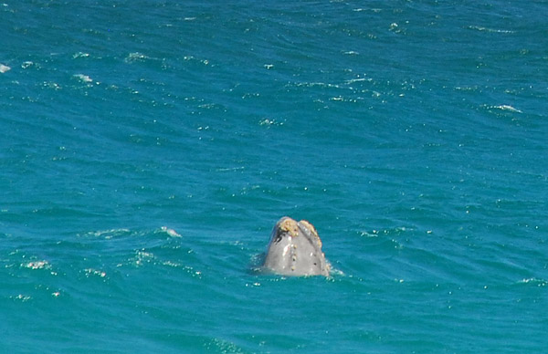 Whale's head sticking up, Cape Peninsula