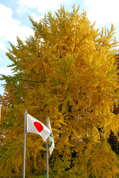 Fall foliage, Ueno Park