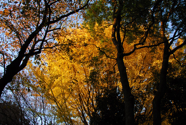 Fall foliage, Ueno Park