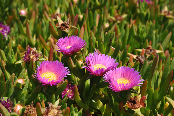SFOMay09 205.jpg