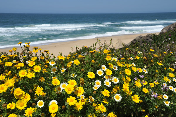 SFOMay09 218.jpg