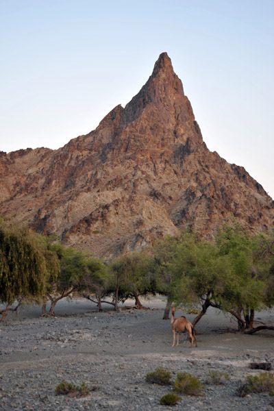 Camel and pinnacle