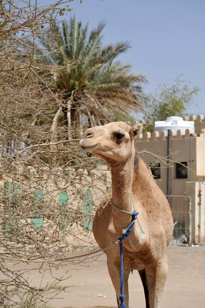 Camel, Oman