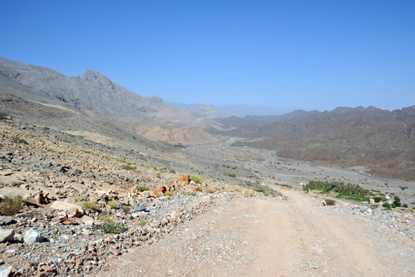 Continuing up the wadi at the base of the moutain is a shortcut to Jebel Shams