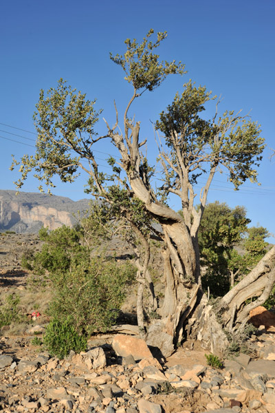 Jabal Shams trees