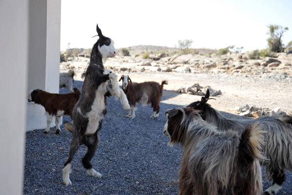 Goats fighting next to the room, Jabal Shams Resort