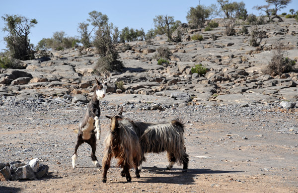 Goats fighting at the Jabal Shams Resort
