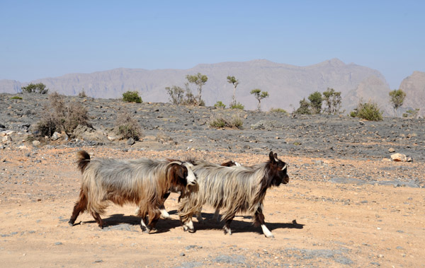 Goats at the Jabal Shams Resort