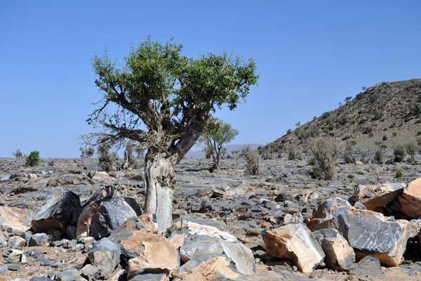 Ghaf Tree? Jabal Shams