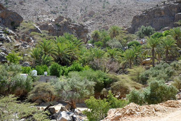 Tiny village and oasis, Dar al Uqur Road, Jabal Shams