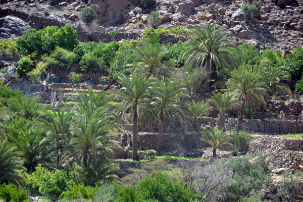 Terraced fields, Jabal Shams, Oman