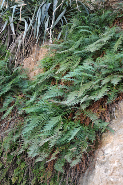 A rare sight in the desert, water-thirsty ferns