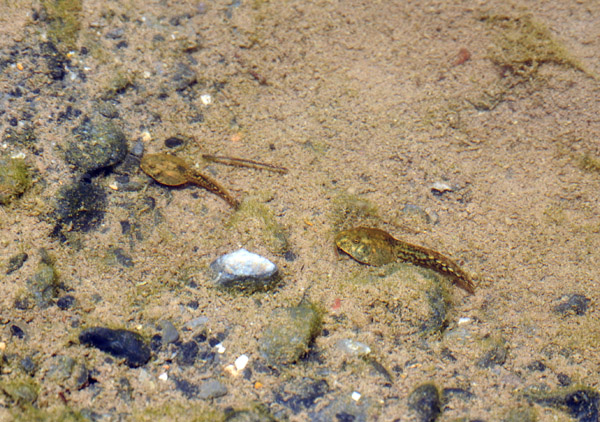 Another surprise, tadpoles in the falaj