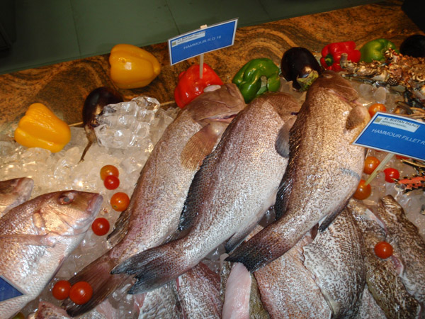 Hammour, a popular fish in the Gulf States