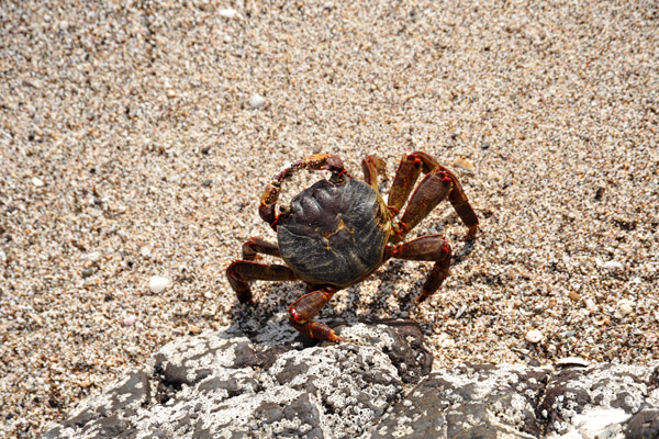 Crabs at the beach, Al Bustan Palace Hotel