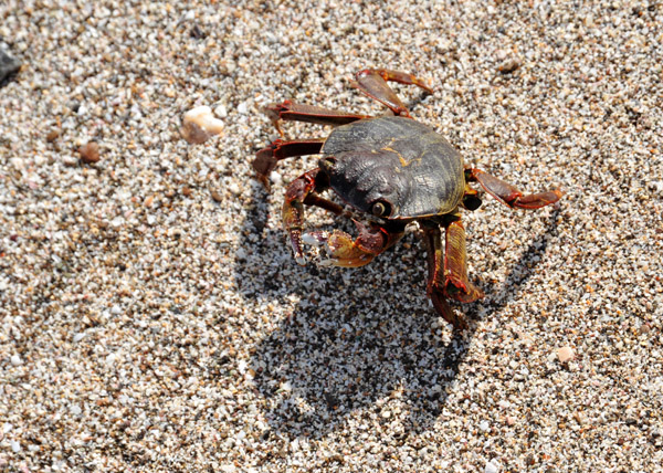 Crabs at the beach, Al Bustan Palace Hotel