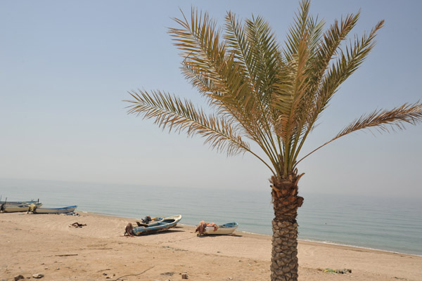 Small boats pulled up along the beach with a lone palm, western Muscat