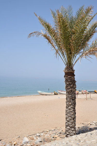 Palm on the beach, Muscat-Al Azaiba