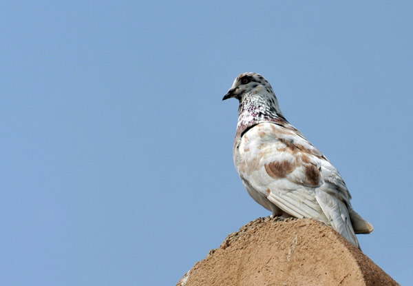 Pigeon in Dibba