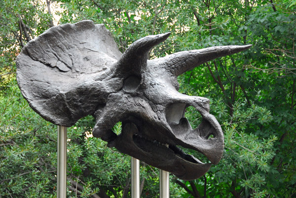 Triceratops in front of the National Museum of Natural History
