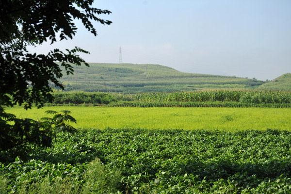 Green fields of corn, rice and other vegetables, North Hwanghae Province, DPRK