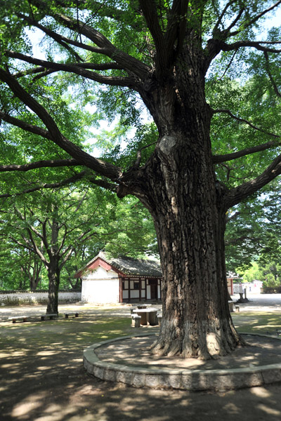Large tree on the grounds of the Koryo Museum