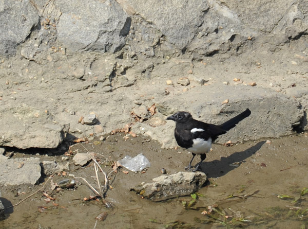 Bird along the Taedong River, Pyongyang