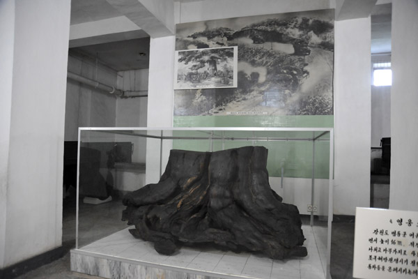 Stump of Heroic Tree that hid many DPRK vehicles from sight of US Imperialist aircraft