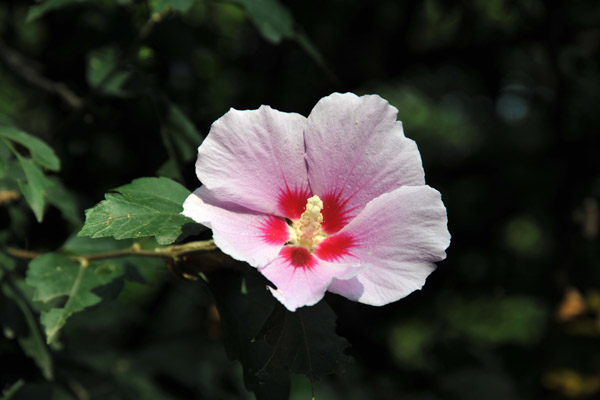 Hibiscus syriacus, the national flower of South Korea