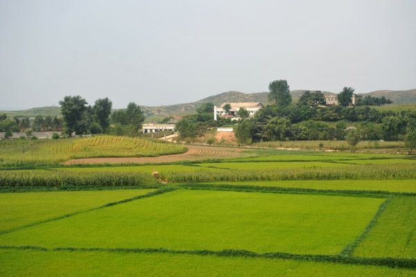 Rice paddies and corn fields, North Korea