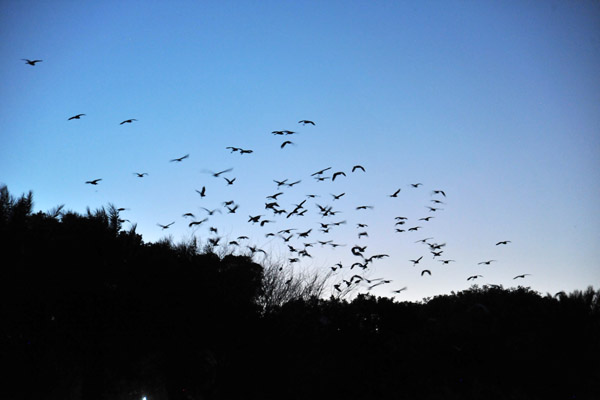 Flock of birds at dusk on the Blue Nile