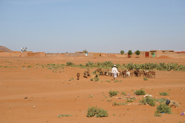 Goat herder leading his flock towards a village