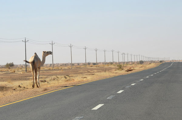 The first - of many - camels