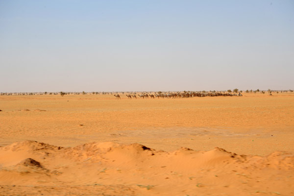 A giant herd of camels crossing the desert