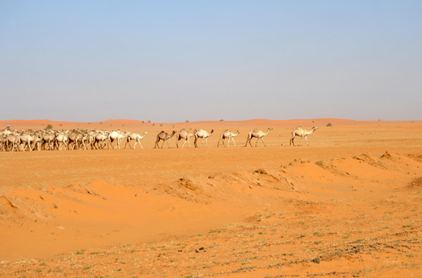 Camel leading the way