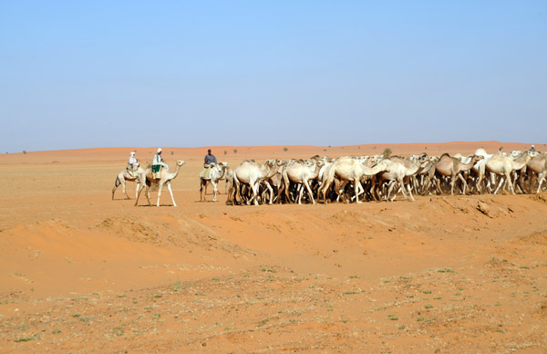 The four camel herders stayed near the rear of the herd