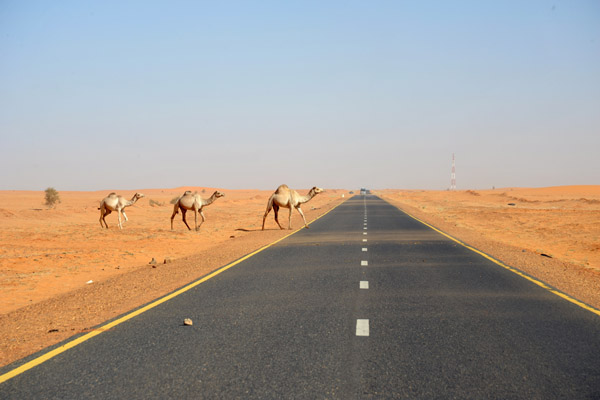 The lead camel seems to know where he's going...luckily traffic is light