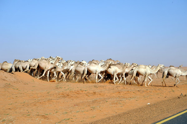 Herd of camels in the Libyan Desert of Sudan