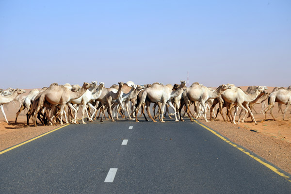 This is the largest herd of camels I've seen underway