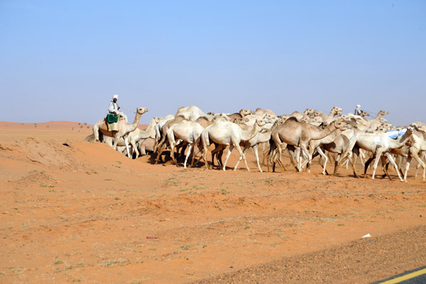 Sudanese camel herder bringing up the rear