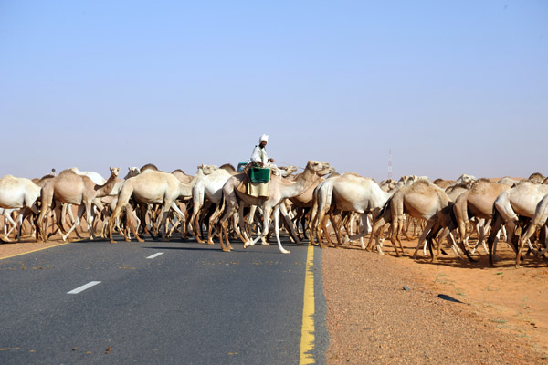 Large herd of camels crossing the Northern Arterial Highway, Libyan Desert, Sudan