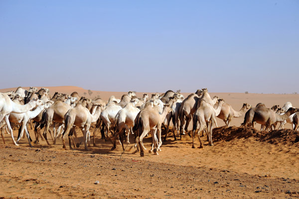 These camels were heading southwest rather than north towards Egypt like the later herds we'd see